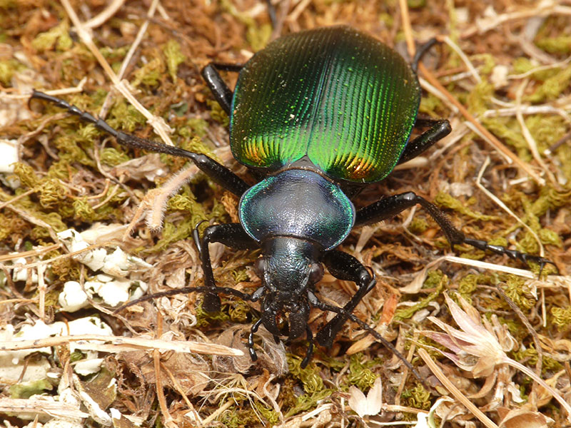 Lymantria e Calosoma in Grecia